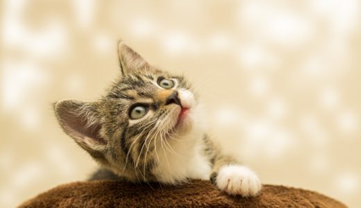 ママの心をやわらかくする方法　その１